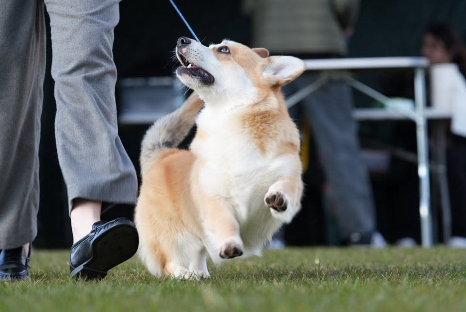 Klasyczna postawa wystawowa Welsh Corgi Pembroke na zielonej trawie
